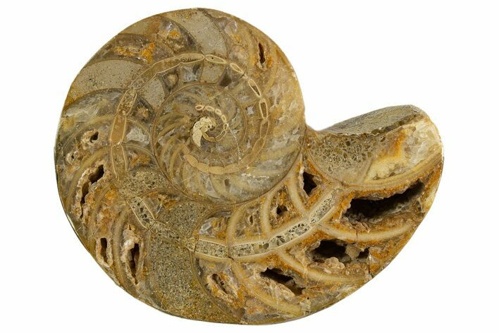Cut & Polished Jurassic Nautilus Fossil (Half) - Madagascar #339268